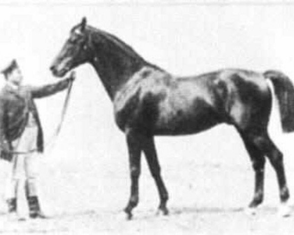 stallion Marsworth xx (Thoroughbred, 1871, from King Tom xx)