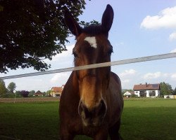 broodmare Lenka (Zweibrücken, 1993, from Lambourghini)