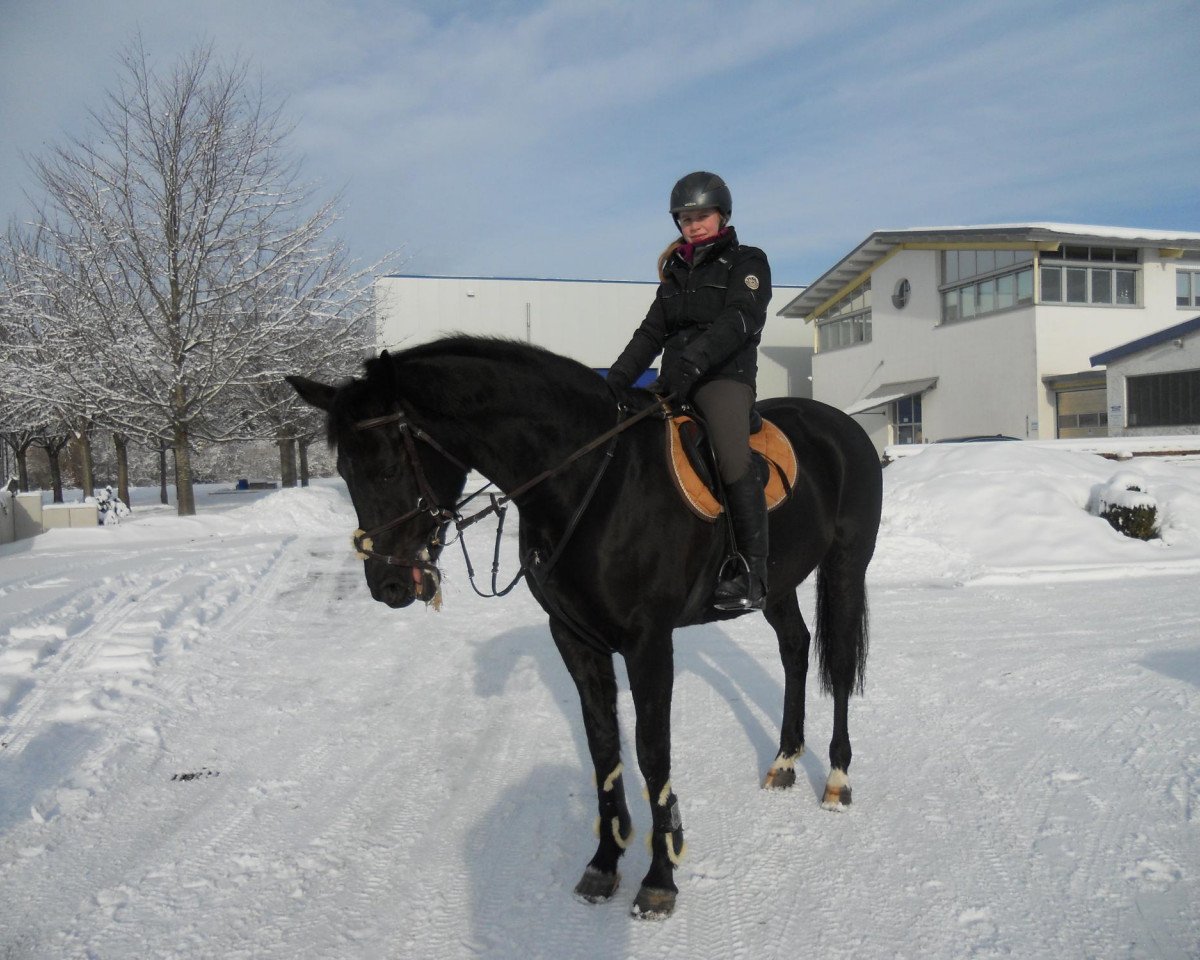 broodmare Belle Marie (Oldenburg show jumper, 2004, from Balou du Rouet)