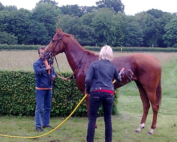 Pferd El Victoria xx (Englisches Vollblut, 2004, von Vettori xx)