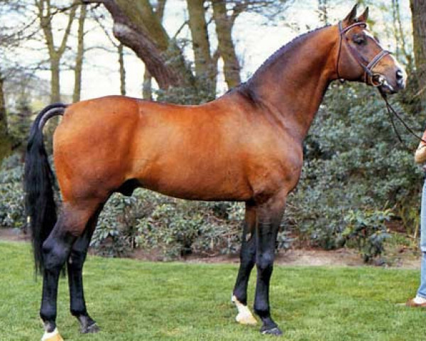 horse Akzent II (Hanoverian, 1974, from Absatz)