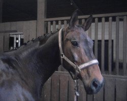 broodmare Audria (Oldenburg, 1992, from Ile de Bourbon)