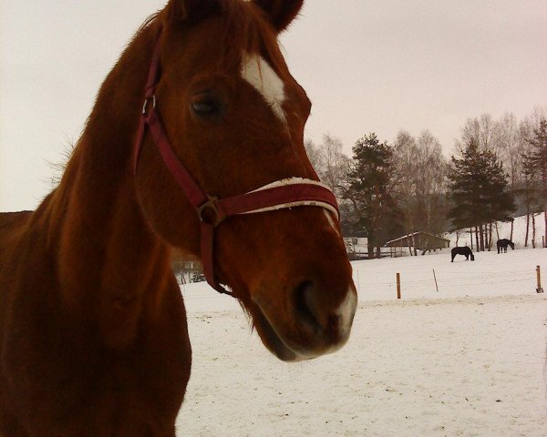 horse Don Karino (Oldenburg,  , from Donnerhall)