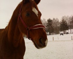 horse Don Karino (Oldenburg,  , from Donnerhall)