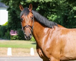 Springpferd Dicalza B (Holsteiner, 2017, von Dinken)