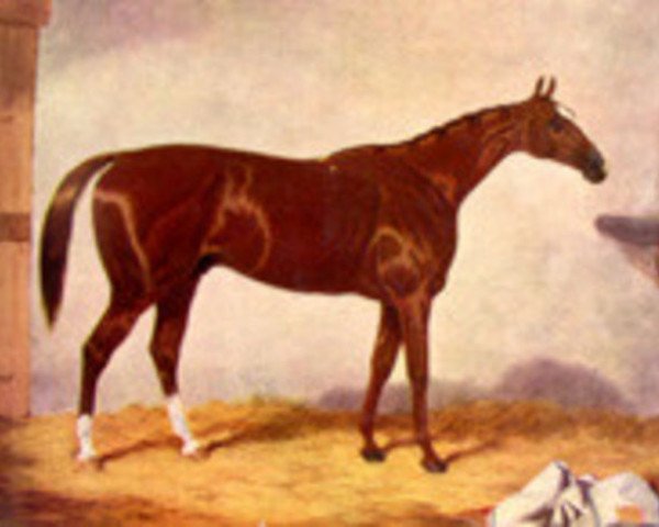 horse Stockwell xx (Thoroughbred, 1849, from The Baron xx)