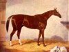 Pferd Stockwell xx (Englisches Vollblut, 1849, von The Baron xx)