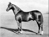 Pferd Cyllene xx (Englisches Vollblut, 1895, von Bona Vista xx)