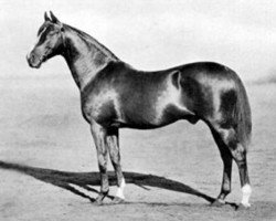 stallion Cyllene xx (Thoroughbred, 1895, from Bona Vista xx)