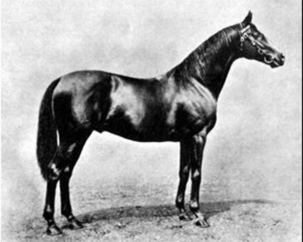 stallion Cicero xx (Thoroughbred, 1902, from Cyllene xx)