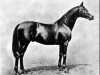 stallion Cicero xx (Thoroughbred, 1902, from Cyllene xx)