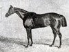stallion Mulatto xx (Thoroughbred, 1823, from Catton xx)