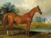 stallion Glencoe xx (Thoroughbred, 1831, from Sultan xx)