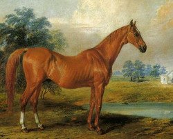 stallion Glencoe xx (Thoroughbred, 1831, from Sultan xx)