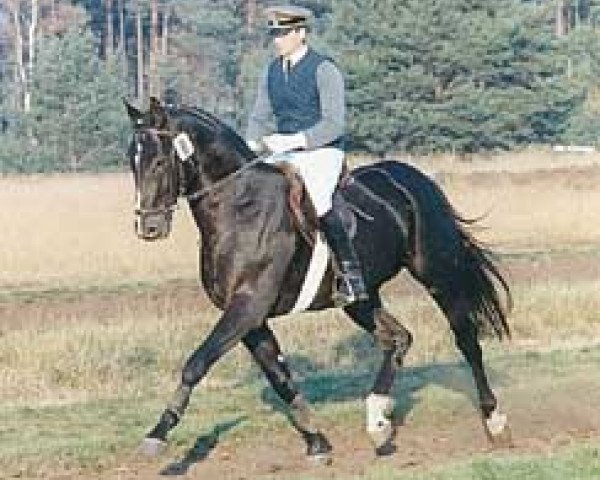 stallion Amoroso (Hanoverian, 1987, from Augustinus xx)