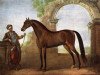 stallion Godolphin Arabian (Berber, 1724)