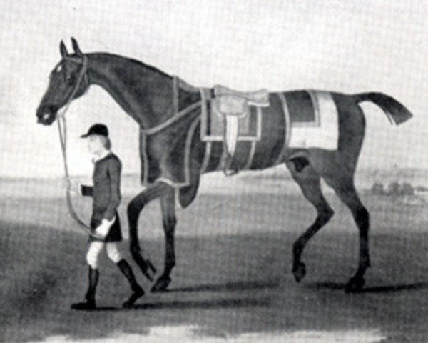 stallion Cade xx (Thoroughbred, 1734, from Godolphin Arabian)