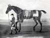 stallion Cade xx (Thoroughbred, 1734, from Godolphin Arabian)
