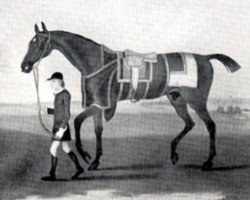 Deckhengst Cade xx (Englisches Vollblut, 1734, von Godolphin Arabian)