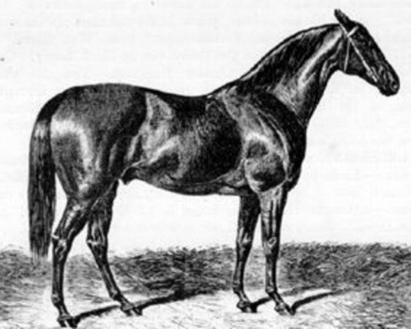 stallion Vedette xx (Thoroughbred, 1854, from Voltigeur xx)