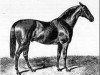 stallion Vedette xx (Thoroughbred, 1854, from Voltigeur xx)