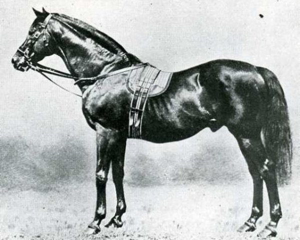 stallion Galopin xx (Thoroughbred, 1872, from Vedette xx)