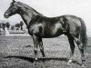 horse St. Just xx (Thoroughbred, 1907, from St. Frusquin xx)