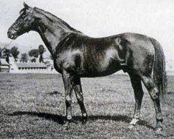 stallion St. Just xx (Thoroughbred, 1907, from St. Frusquin xx)