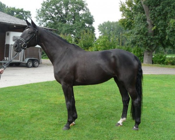 broodmare Rivana (Hanoverian, 2003, from Rotspon)