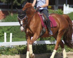 horse Fiel (German Warmblood, 1996, from Guenzel)