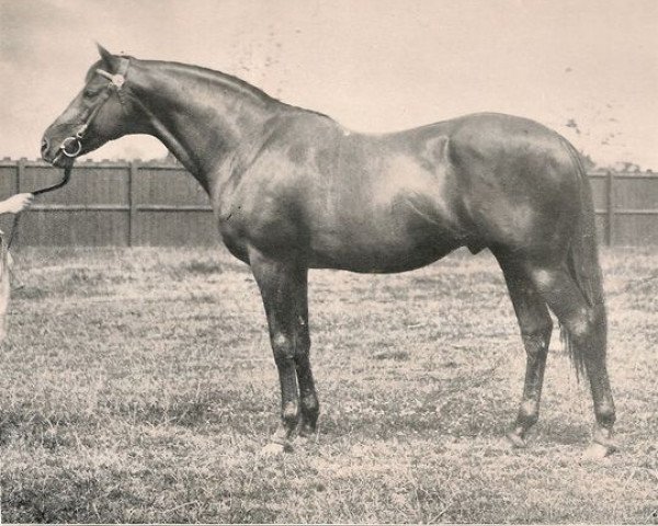 stallion Kendal xx (Thoroughbred, 1883, from Bend Or xx)