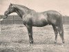 stallion Kendal xx (Thoroughbred, 1883, from Bend Or xx)