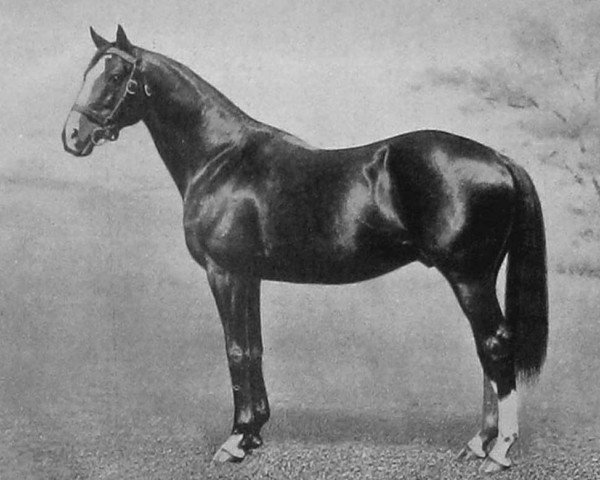 Pferd Tredennis xx (Englisches Vollblut, 1898, von Kendal xx)