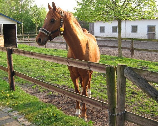 stallion Grande (German Riding Pony,  )