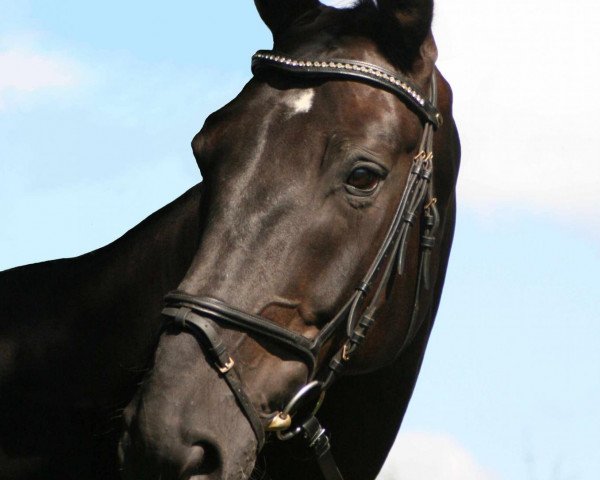 horse Aragone 2 (Hanoverian, 2001, from Akut)