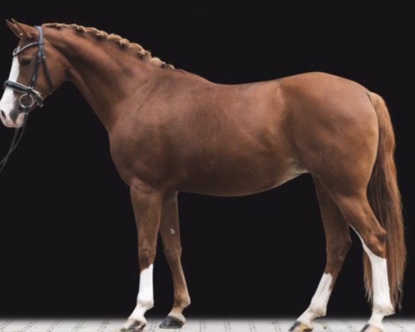 dressage horse Djakira R (German Riding Pony, 2011, from Kassini)