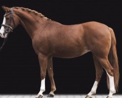 dressage horse Dancing Diva K (German Riding Pony, 2011, from Kassini)