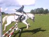 dressage horse Max (Kleines Deutsches Pony, 1993)