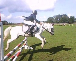 dressage horse Max (Kleines Deutsches Pony, 1993)