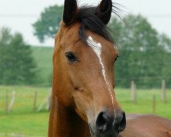 broodmare Kiara III (Holsteiner, 1995, from Loutano)