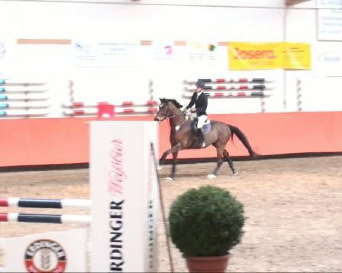 jumper Ladys First 2 (Bavarian, 2002, from La Piko)