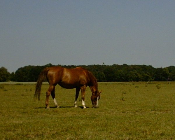 Zuchtstute Zauberfee (Oldenburger, 1994, von Pablo)