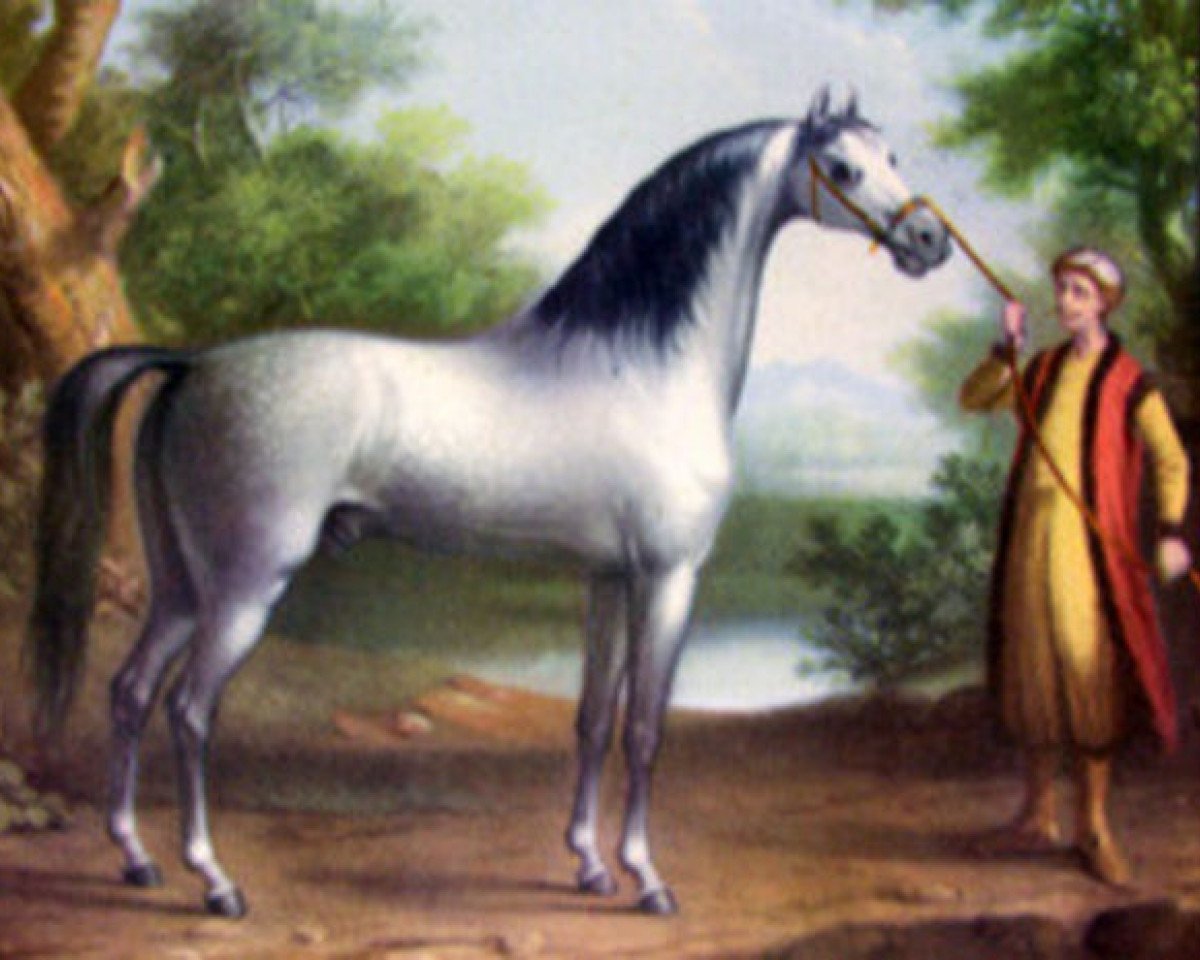 stallion Lister Turk (Arabian purebred, 1687)