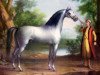 stallion Lister Turk (Arabian thoroughbred, 1687)