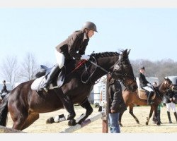 Pferd Polly (Deutsches Reitpony, 1993, von Nordstrom)