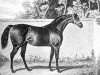 stallion Emilius xx (Thoroughbred, 1820, from Orville xx)