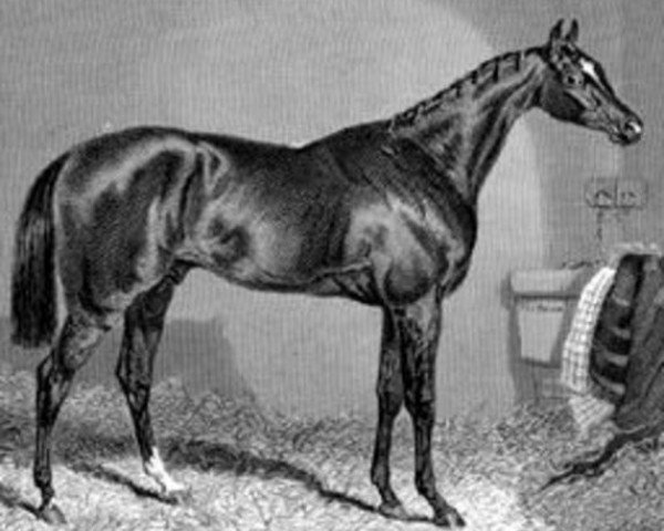 stallion The Baron xx (Thoroughbred, 1842, from Birdcatcher xx)