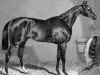 horse The Baron xx (Thoroughbred, 1842, from Birdcatcher xx)