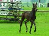 dressage horse Filia D (Westphalian, 2010, from Flanagan)