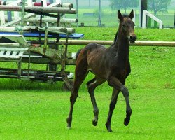 dressage horse Filia D (Westphalian, 2010, from Flanagan)